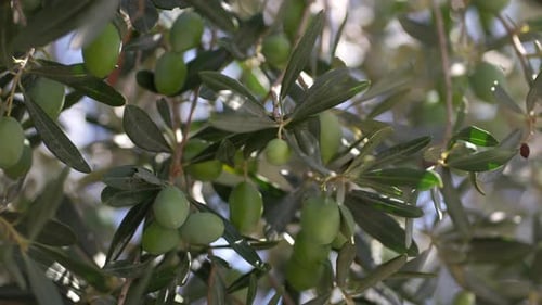 Olive Tree 77
