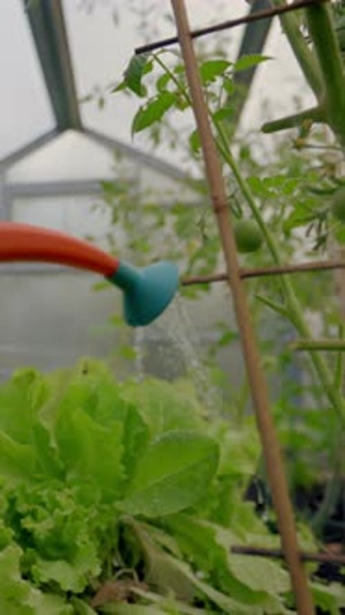Watering Lettuce and Tomatoes in a Greenhouse