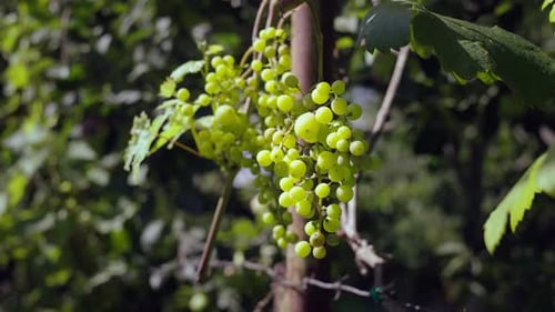Macro Video of Ripening Green Grapes on a Bush in the Garden