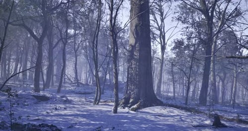 Winter Serenity Envelops a Mystical Forest at Dawns Break