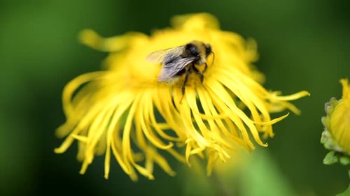 Kleine Biene bestäubt leuchtend gelbe Blüten im Morgenlicht des Frühlingswaldes