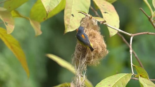 oiseau cabe bunga ou oiseau à ventre orange perché sur le nid pour nourrir ses bébés