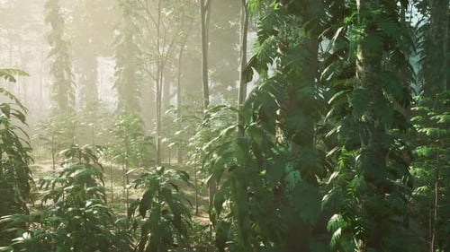 Green Forest with Ray of Light