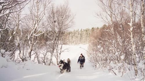 Norwegian Guy Is Walking In Snow-Covered Forest With Alaskan Malamute. Static Shot