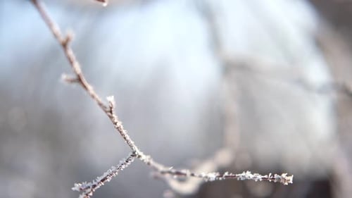 Frozen Iced Branches of Birch Tree Against Sun During Sunny Day in Winter Macro Close Up View of