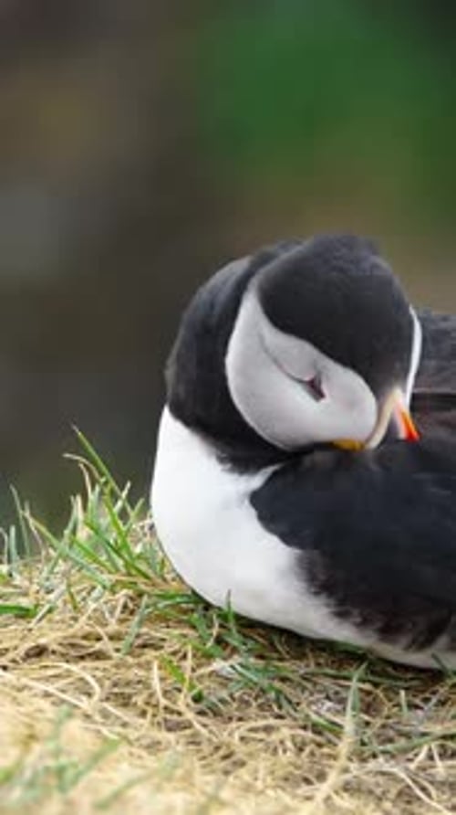 Vertical Screen Atlantic Puffin Sitting on Cliff Top in Iceland Nature Wildlife Shot Cute Bird in
