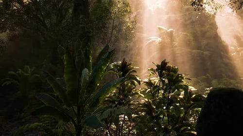 Rays of Sunlight Filter Through Lush Vegetation in a Tropical Forest