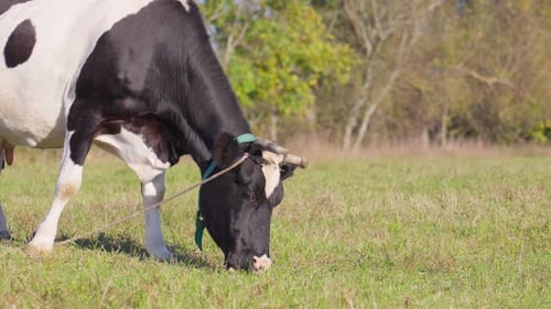 Black and white cow grazing in field