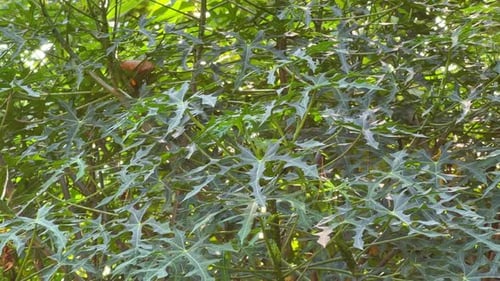 Plantes herbacées de Jatropha multifida qui ont pour fonction d'arrêter le saignement des plaies.