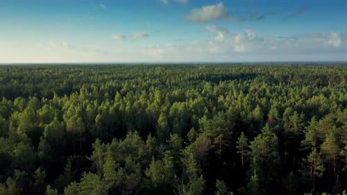 Luftbild von grünem Mischwald im Sommer