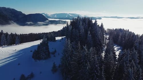 Aerial footage of a winter mountain forest unfolds under a clear, sunny sky. Snow blankets the trees