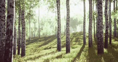 Enchanting Grove with Sunlit Birch Trees on a Tranquil Morning