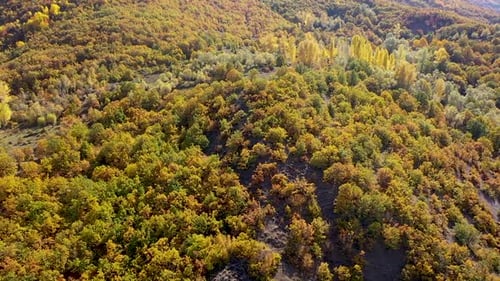 Aerial View Of Colorful Trees In Autumn