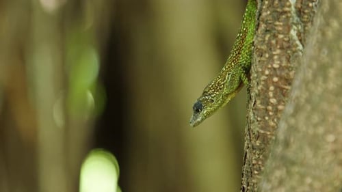 Green lizard climbs tree in lush rainforest while sunlight filters through leaves
