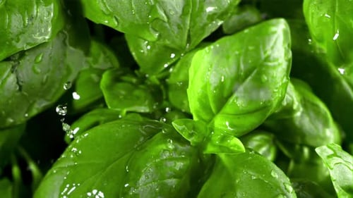 Rain Falls on the Basil Leaves Filmed is Slow Motion 1000 Fps