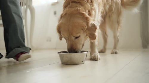 Adorável cão Golden Retriever bebendo água da tigela de comida