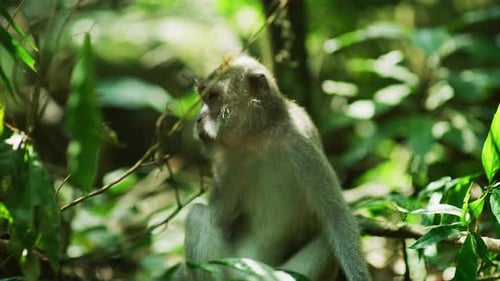 A long-tailed macaque at Sacred Monkey Forest, Bali
