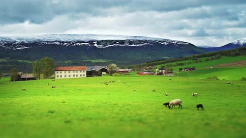 Sheep grazing on the field in the rural area near Trondheim. Norway.
