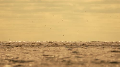 Abstract Sea Ocean Sunset Nature Background with Seagulls and Fishing Boat Trawler Catches Fish