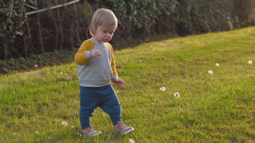 Toddler Playing Sunlit Meadow