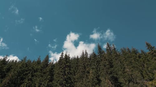 Summer day in a fir forest at the mountains, drone view