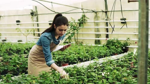 Woman Examining Plants with Notebook in Greenhouse