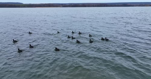 Black ducks with white beaks and tails on the lake. Some scared birds rise into air and fly