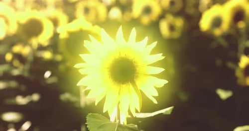 Tournesols fleurissant dans un champ lumineux sous la lumière du soleil pendant l'été