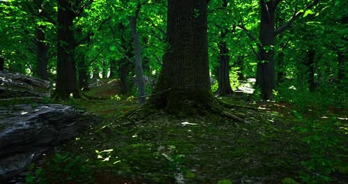 Lush Forest with Vibrant Greenery and Sunlight Filtering Through the Trees