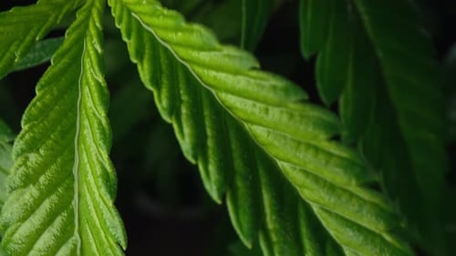 Close Up of a Vibrant Green Plant