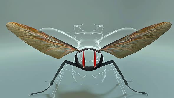 Stag Beetle Flight Muscles, Backgrounds Motion Graphics ft. stag beetle ...