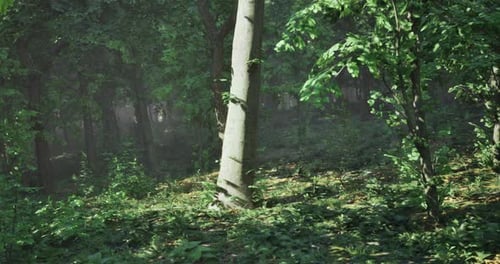 Sunlight Filters Through Dense Green Forest Showcasing Natures Tranquility