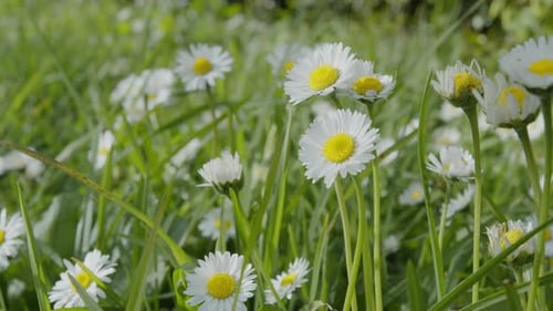 Langsame Kamera-Tracking-Aufnahme entlang weißer Gänseblümchen auf einem grünen Rasen.