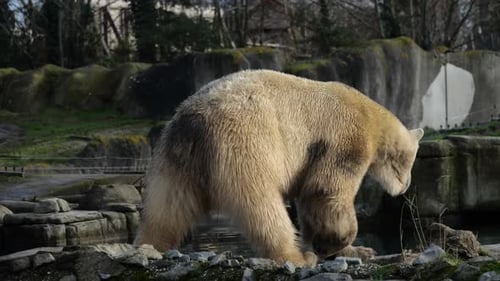 Pelziger Eisbär, der auf felsigem Gelände läuft. Ursus Maritimus
. Tracking-Schuss