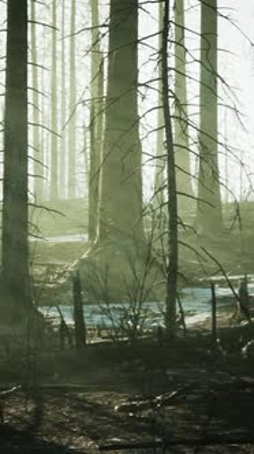 Forest Fire with Fallen Tree is Burned to the Ground