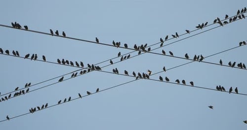 A flock of European starlings (Sturnus vulgaris) roost on overhead wires. Occitania, Southern France