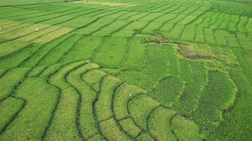 Drone aerial view of terraced rice fields with unique patterns