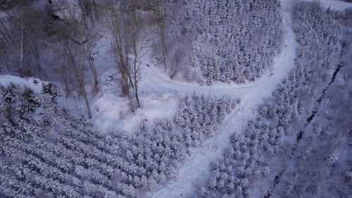Drone View Of Snow Covered Trees And Winter Landscape In Frozen and Snowy Countryside - Tilt Shot