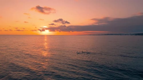 Floating swans during sunset