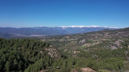 Mountain top snow and forest
