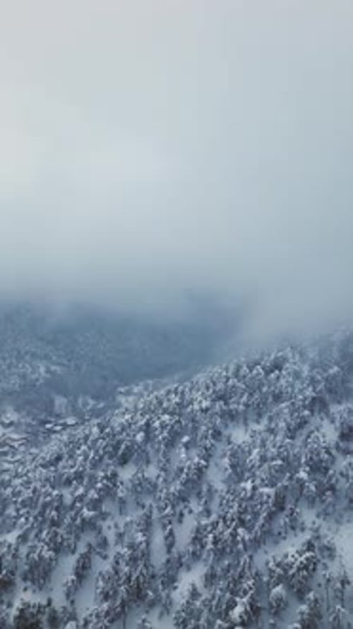 Vertical Winter Forest