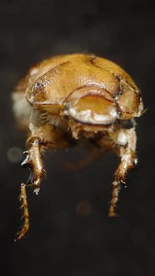 Vertical video. Dead Bug on Black Background Front View Macro Zoom. Isolated.
