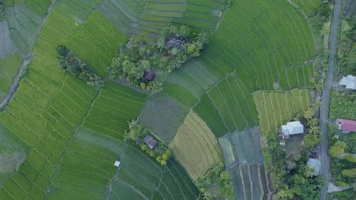 Aerial View of Green Rice Terraces