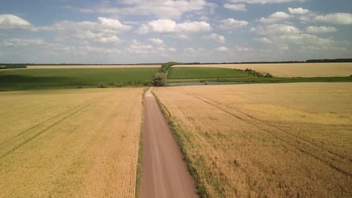 Wheat field aerial view in Ukraine