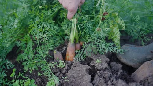 Nahaufnahme einer Bauernhand, die ein Bündel reifer Karotten aus dem Boden zieht