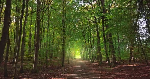 Leafy footpath through forest in autumn. Aerial view of wildlife.