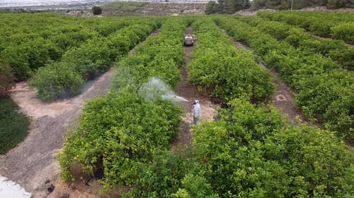 Spraying Fruit Orchard from Aerial View