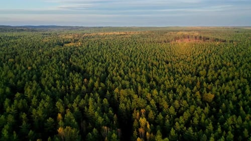 Flight Over the Forest