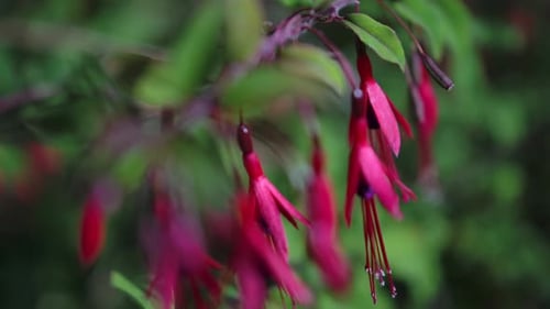 Rosa, fuchsiafarbene Blumen, die sich wiegen, mit flachem Fokus