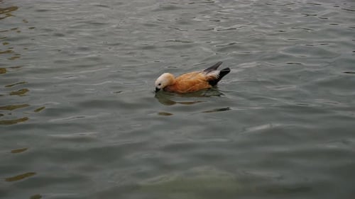 Nahaufnahme einer Wildente, die in einem Teich schwimmt